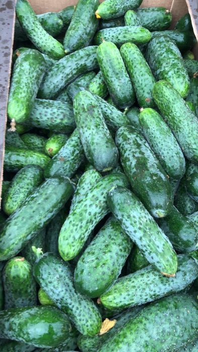 image GEMÜSE - FREILANDGURKEN LESZEK-PRZYGODZKI-FIRMA-HANDLOWA-EXPORT-IMPORT GEMÜSE - FREILANDGURKEN VERKAUF