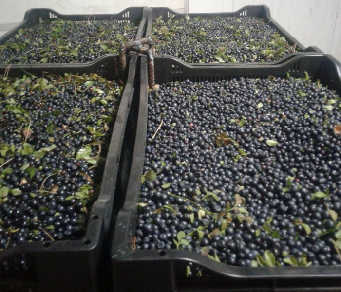 image BEEREN VERKAUF LESZEK-PRZYGODZKI-FIRMA-HANDLOWA-EXPORT-IMPORT BEEREN VERKAUF