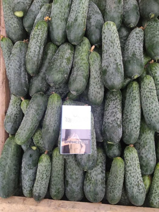 image GEMÜSE - FREILANDGURKEN LESZEK-PRZYGODZKI-FIRMA-HANDLOWA-EXPORT-IMPORT GEMÜSE - FREILANDGURKEN