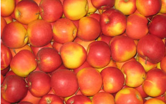 OBST - ÄPFEL CHAMPION 