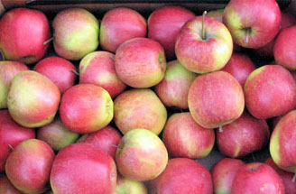 OBST - ÄPFEL JONAGOLD