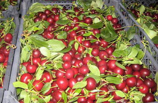OBST - SAUERKIRSCHEN 