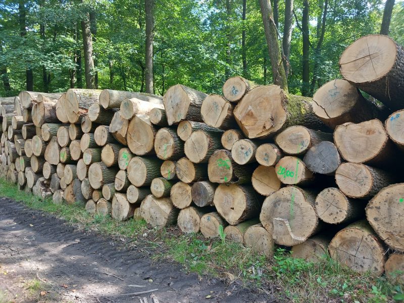 ESCHENRUNDHOLZ MIT RINDE