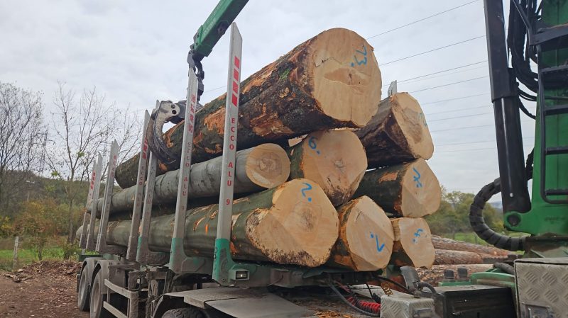 ROTBUCHENRUNDHOLZ MIT RINDE