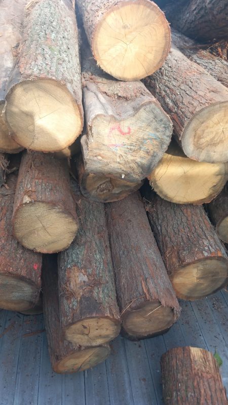 EICHENRUNDHOLZ MIT RINDE