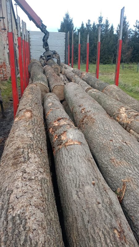 ESCHENRUNDHOLZ MIT RINDE