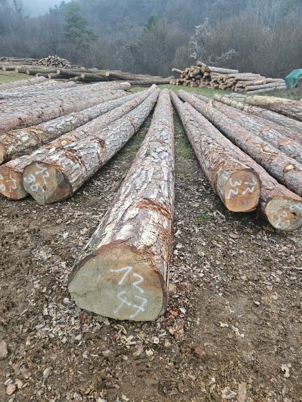 KIEFERRUNDHOLZ MIT RINDE
