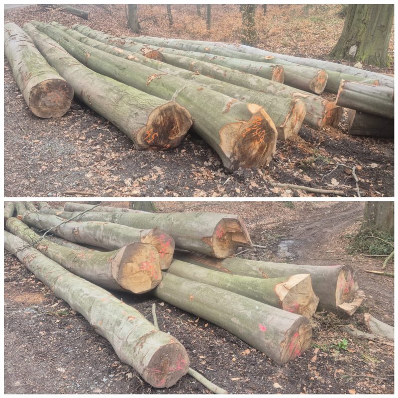 ROTBUCHENRUNDHOLZ MIT RINDE
