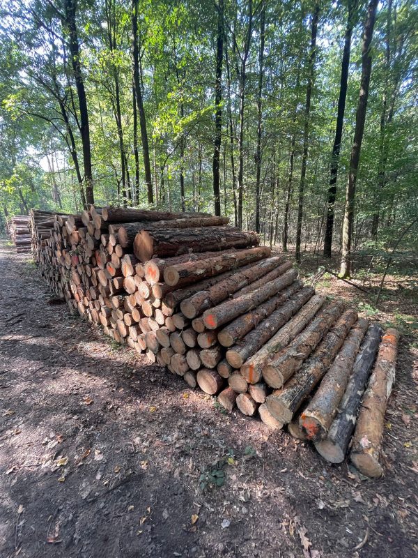 PALETTENHOLZ