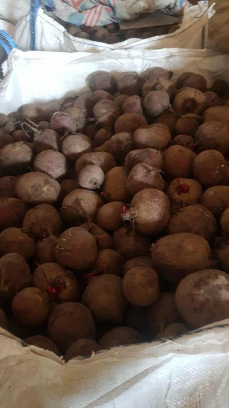 GEMÜSE - ROTE RÜBEN