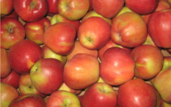 OBST - ÄPFEL GLOSTER