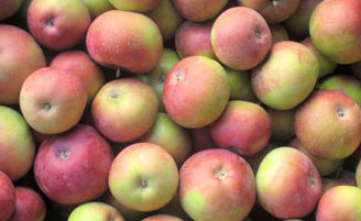 OBST - ÄPFEL LOBO VERKAUF