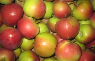OBST - ÄPFEL PAULA RED VERKAUF
